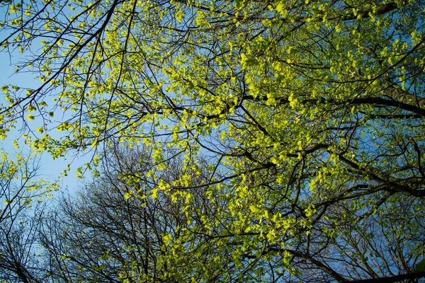 Beautiful Spring Park Sunny Day — Stock Photo, Image