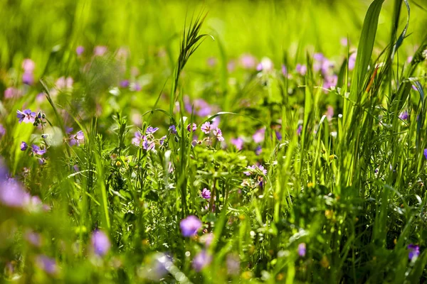晴れた日に花で夏の草原 — ストック写真