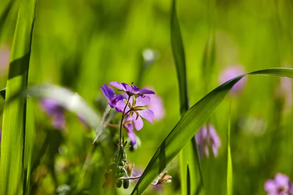 Sommaräng Med Blommor Solig Dag — Stockfoto