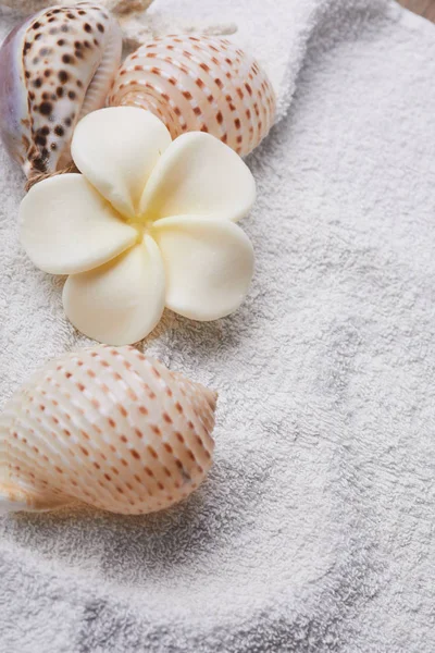 Seashells Flower Towel Spa Concept — Stock Photo, Image