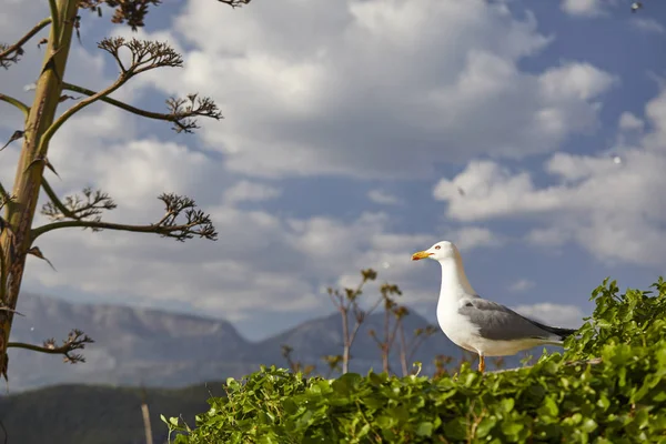 Gaivota Agradável Sentado Arbusto Fundo Céu — Fotografia de Stock