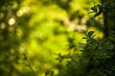 güneşli bir gün bahar çiçek alan