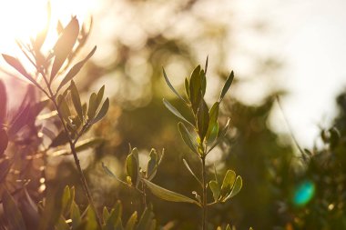 güneşli bir gün bahar çiçek alan