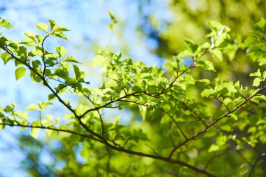 ağaçların dalları güneşli gün, bahar kavramı yeşil yaprakları ile 