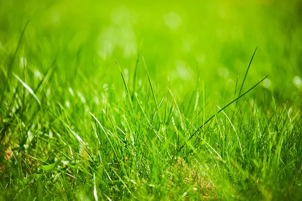 Spring Park Fresh Grass Sunny Day — Stock Photo, Image