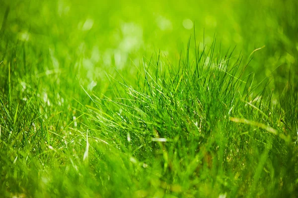 Parco Primaverile Con Erba Fresca Nella Giornata Sole — Foto Stock