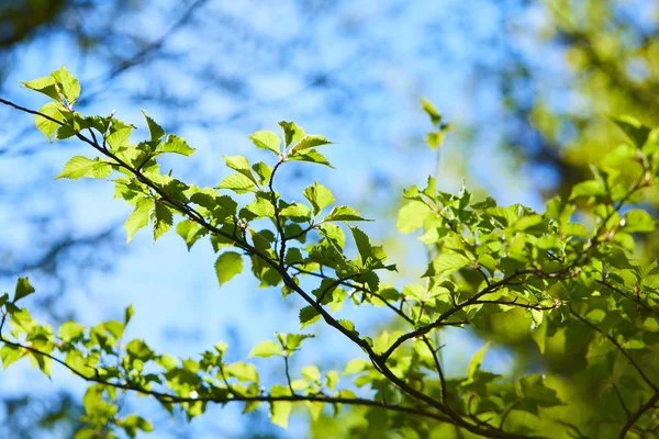树分枝与绿叶在阳光明媚的天 春天概念 — 图库照片