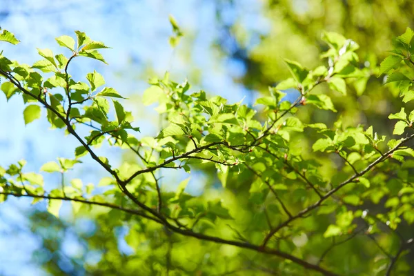 ağaçların dalları güneşli gün, bahar kavramı yeşil yaprakları ile 