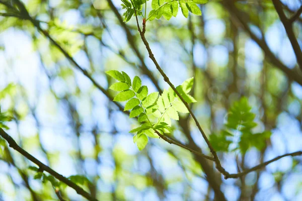 Bomen Takken Met Blaadjes Een Zonnige Dag Voorjaar Concept — Stockfoto