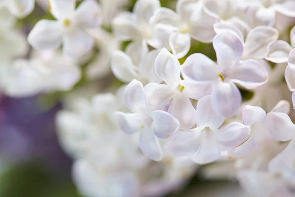 Violet Blanc Belles Fleurs Lilas Gros Plan — Photo