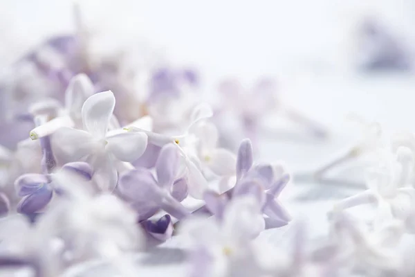 Púrpura Blanco Bonitas Flores Lila Primer Plano — Foto de Stock