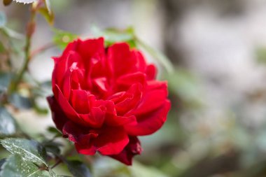 aromatik ve güzel kırmızı gül bahçesinde