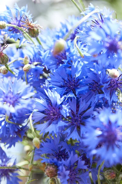 Close View Fresh Blue Flowers Cornflowers — Stock Photo, Image