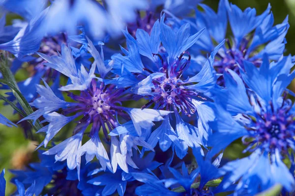 Vista Cerca Flores Azules Frescas Acianos —  Fotos de Stock