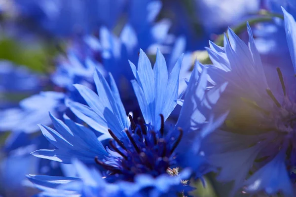 Vista Cerca Flores Azules Frescas Acianos —  Fotos de Stock