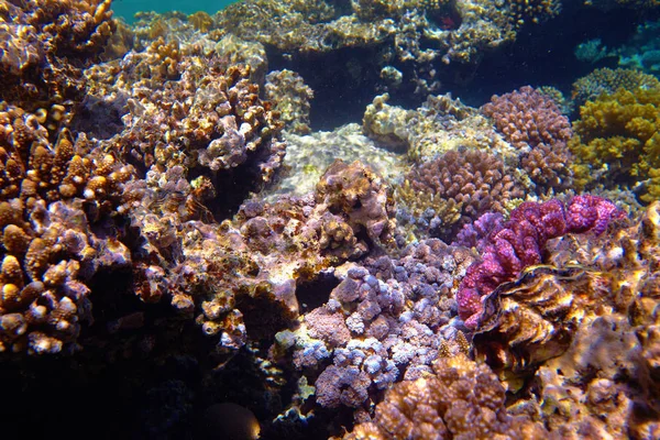 Schönes Korallenriff Roten Meer — Stockfoto