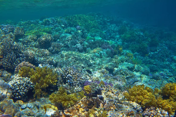 Bella Barriera Corallina Nel Mar Rosso — Foto Stock