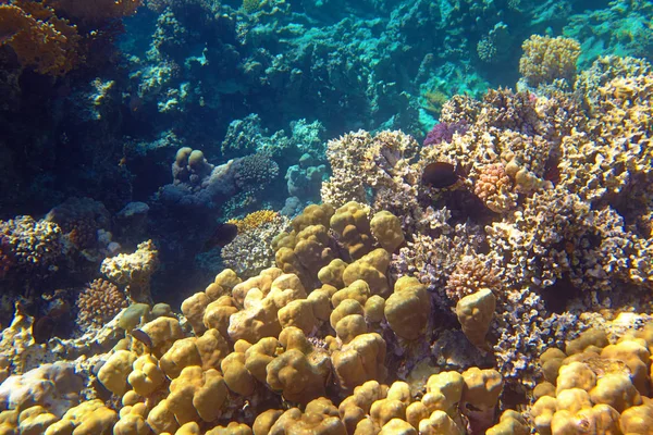 Schönes Korallenriff Roten Meer — Stockfoto