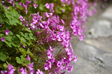 mor çiçekler, çiçek açması yonca yakın çekim