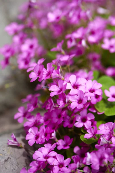 Blommande Klöver Med Violetta Blommor Närbild — Stockfoto