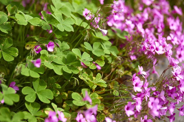 Blossoming Clover Violet Flowers Close — Stock Photo, Image