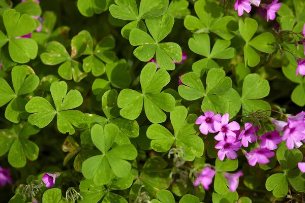 Trébol Flor Con Flores Violetas Primer Plano — Foto de Stock