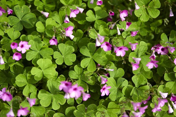 Bloeiende Klaver Met Violette Bloemen Close — Stockfoto