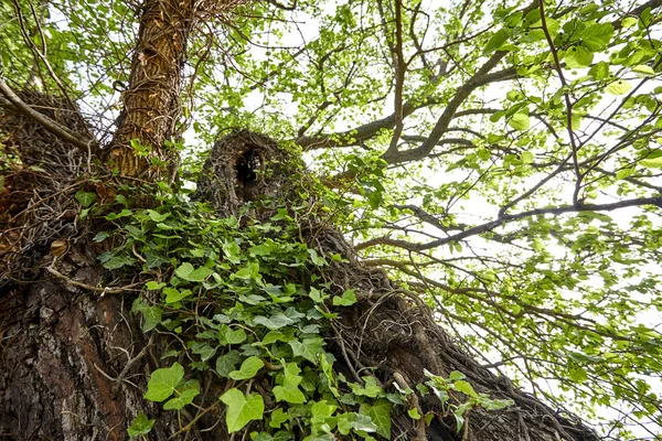 bottom view of tall tree in forest at sunny day