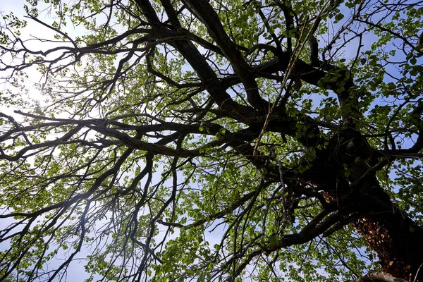 Вид Снизу Высокое Дерево Лесу Солнечный День — стоковое фото