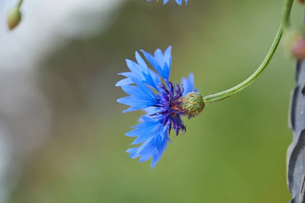 玉米花的新鲜蓝色花的特写镜头 — 图库照片