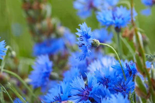 Close View Fresh Blue Flowers Cornflowers — Stock Photo, Image