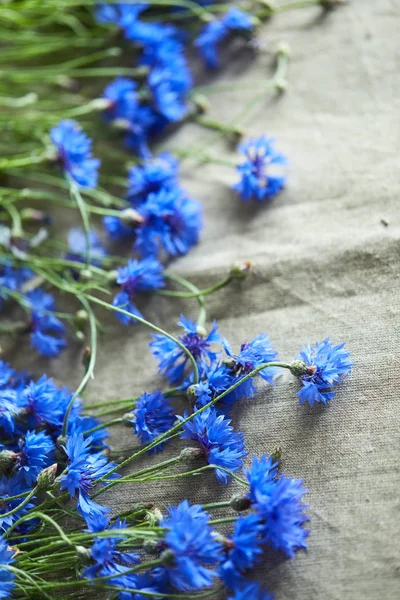 Close Nézd Friss Kék Virágok Búzavirág — Stock Fotó