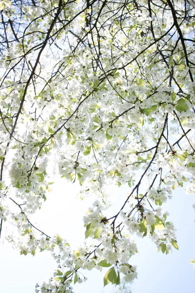 Spring Tree Branches Green Leaves White Flowers Close — Stock Photo, Image