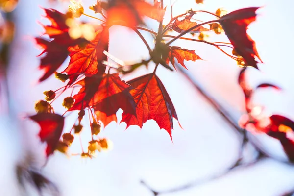 Foglie Acero Sui Rami Nel Parco Autunnale — Foto Stock