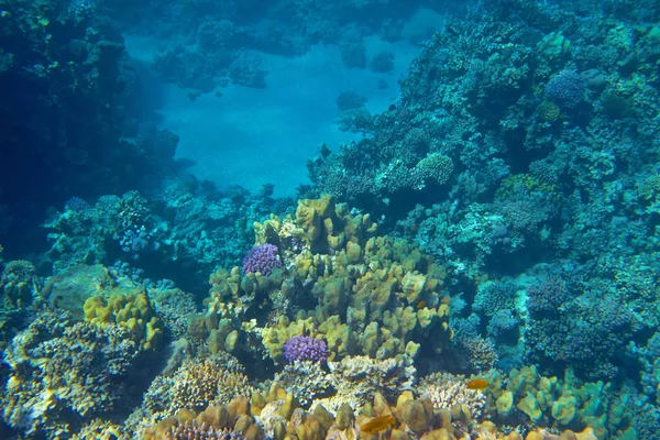 Schönes Korallenriff Roten Meer — Stockfoto