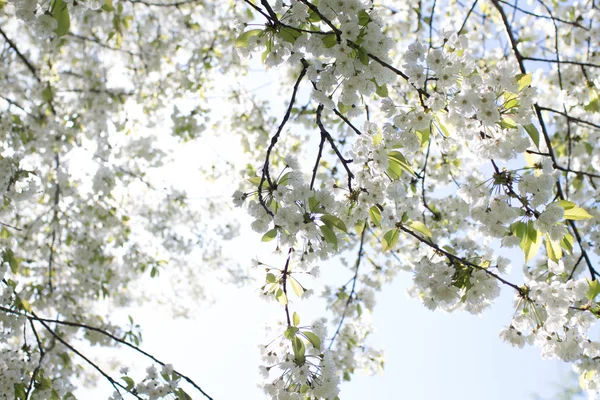 Spring Tree Branches Green Leaves White Flowers Close — Stock Photo, Image