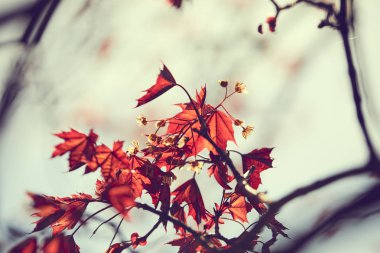 dallar sonbahar Park akçaağaç yaprakları