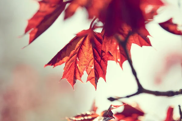 Foglie Acero Sul Ramo Nel Parco Autunnale — Foto Stock