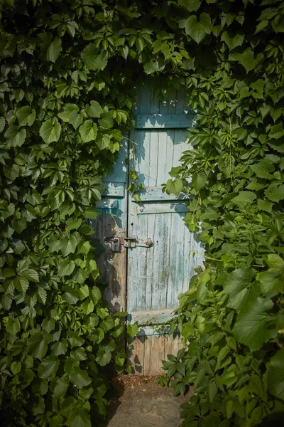 Alte Blaue Tür Und Wilde Trauben Sonnigen Tag — Stockfoto