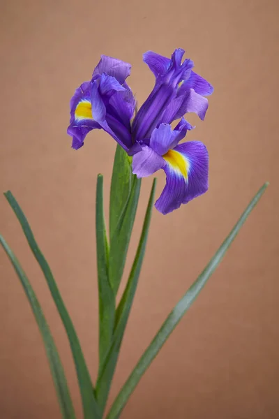 Гарна Квітка Ірису Бежевому Фоні Крупним Планом — стокове фото