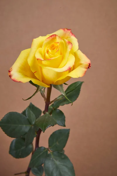 yellow beautiful rose flower on beige background