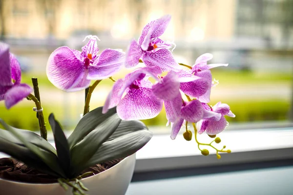 Szép Rózsaszín Orchidea Pot Ablakpárkányon — Stock Fotó