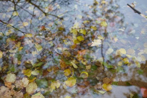 Красочные Осенние Листья Большой Луже Крупным Планом — стоковое фото