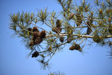 mavi gökyüzü arka plan üzerinde çam kozalağı ile şube, yakın çekim 