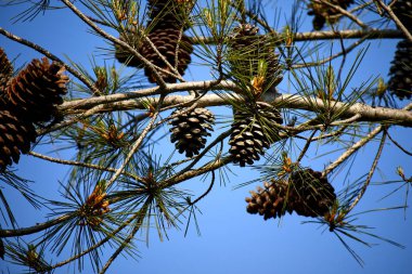 mavi gökyüzü arka plan üzerinde çam kozalağı ile şube, yakın çekim 