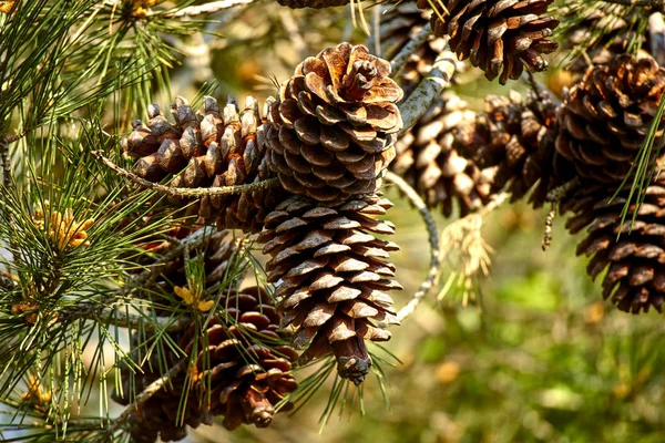 Pine Cones Branch Sunny Day Close — Stock Photo, Image