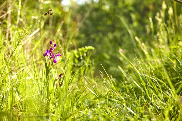 Field Spring Flowers Sunny Day — Stock Photo, Image