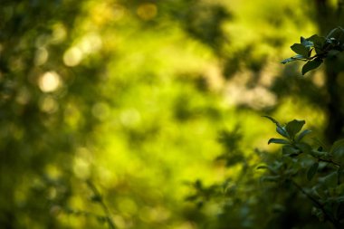 güneşli bir günde yeşil bitkiler ile bahar alanı