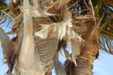 Mavi gökyüzü arkaplanına karşı palmiye ağacı