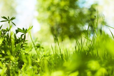 güneşli bir günde yeşil bitkiler ile bahar parkı